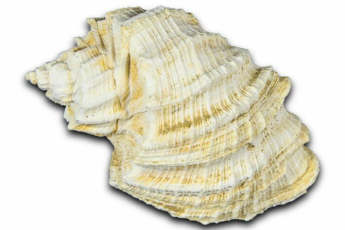 Miocene Fossil Nutmeg Snail (Trigonostoma) Shell - France #365477